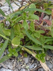 Silene gallica