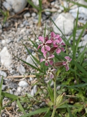 Silene gallica