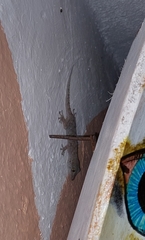 Tarentola gomerensis
