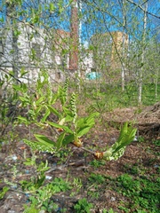Prunus padus