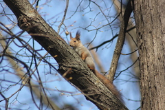 Sciurus vulgaris