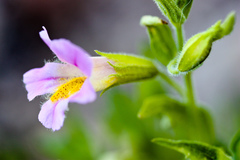 Erythranthe erubescens