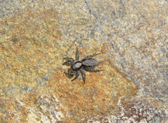 Menemerus taeniatus
