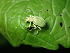 Polydrusus planifrons