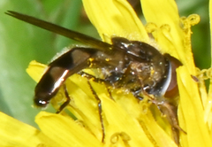 Platycheirus obscurus