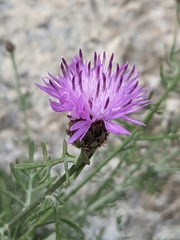Centaurea cineraria cineraria