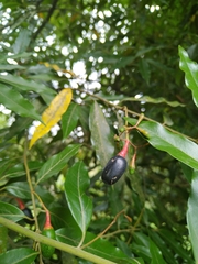 Magnoliopsida