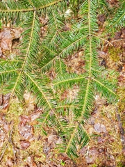 Abies balsamea image