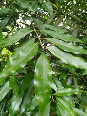 Magnoliopsida
