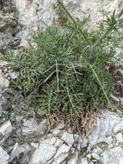 Centaurea cineraria cineraria