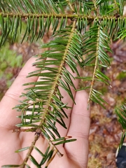 Abies balsamea image