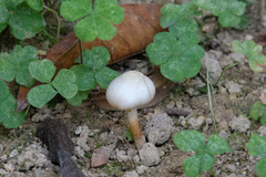 Leucoagaricus lacrymans