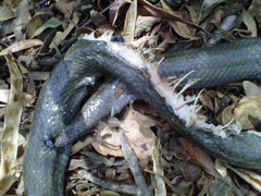 Lycodonomorphus inornatus