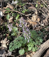 Corydalis solida