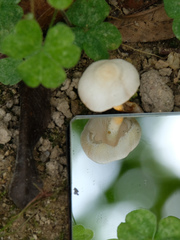 Leucoagaricus lacrymans