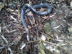 Lycodonomorphus inornatus