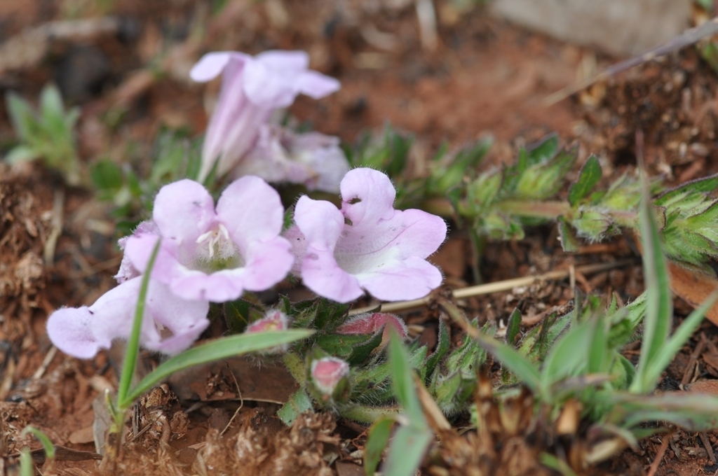Wild Penstemon