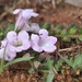 Wild Penstemon - Photo (c) aaubrey, some rights reserved (CC BY-NC)