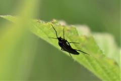 Plagiognathus arbustorum