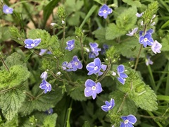 Veronica chamaedrys