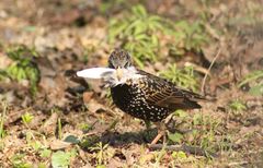 Sturnus vulgaris