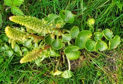 Umbilicus horizontalis