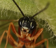 Diplazon pectoratorius