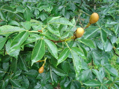 Aesculus pavia flavescens