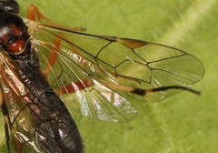 Diplazon pectoratorius