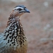 Southern Crested Francolin - Photo (c) aaubrey, some rights reserved (CC BY-NC)