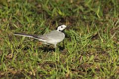 Motacilla alba