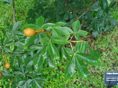 Aesculus pavia flavescens