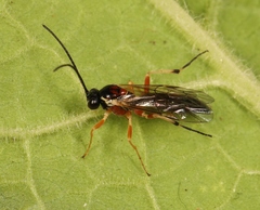 Diplazon pectoratorius