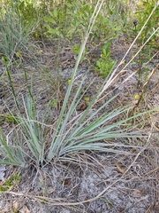 Andropogon capillipes