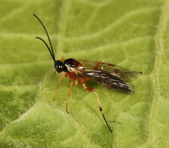 Diplazon pectoratorius