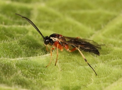 Diplazon pectoratorius