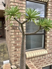 Pachypodium