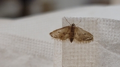 Idaea bonifata