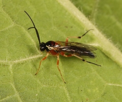 Diplazon pectoratorius