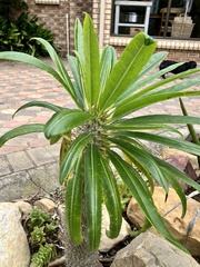Pachypodium