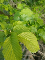 Ulmus
