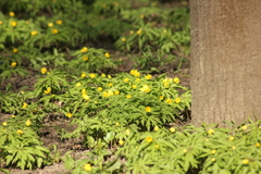 Anemonoides ranunculoides