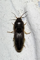 Conoderus falli