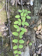 Pellaea andromedifolia pubescens