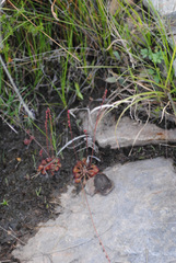 Drosera burkeana