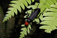 Epicauta mannerheimi