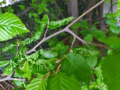 Aculops macrotrichus