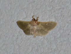 Apilocrocis brumalis