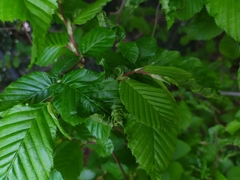 Aculops macrotrichus