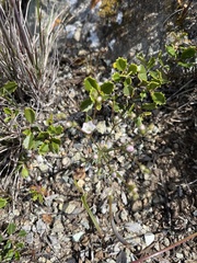 Hesperolinon congestum